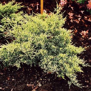 Можжевельник виргинский Juniperus virginiana 'Golden Spring'